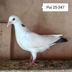 Pui 25-347
