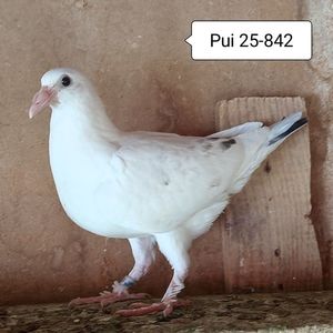 Pui 25-842