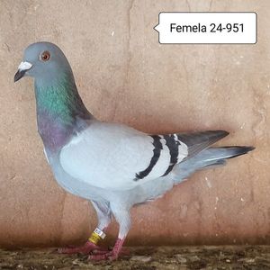 Femela 24-951