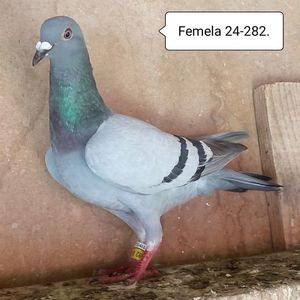 Femela 24-282