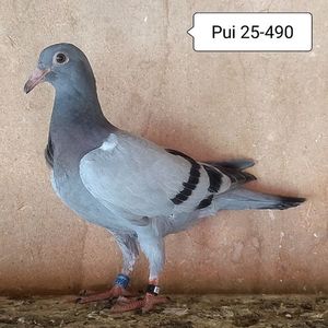 Pui 25-490