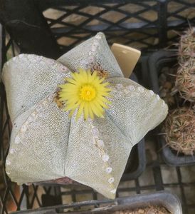 Alt Astrophytum myriostigma