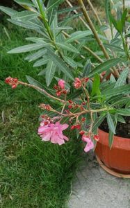 Roseum plenum