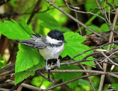 Sweet Birdie 1