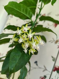 Hoya multiflora