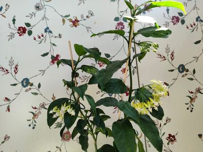 Hoya Multiflora