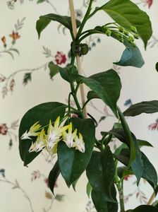 Multiflora