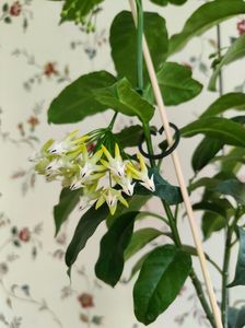 Multiflora