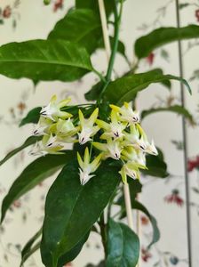 Multiflora
