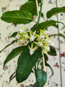 Multiflora