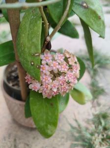Hoya AH001