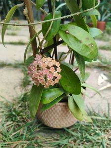 Hoya AH001