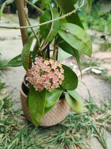 Hoya AH001