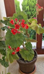 Trandafiras rosu No id