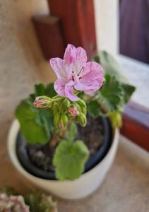 Mosaic Pink