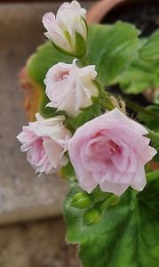Millfield Rose