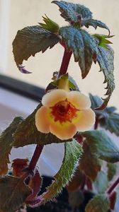 Yellow Queen Hybrid; Primul inflorit conform. Este in casa la geam spre Est.

