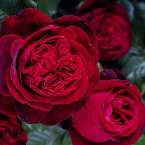 Admiral (tufa) 40 lei; Crescut de Christian Evers (Germania, înainte de 2017).
Introdus în Germania de Rosen-Tantau/Tantau Roses în 2017 ca „Admiral”.
Ceai hibrid.  
Roșu-rubin. Parfum puternic, dulce. Diametru mediu de 12,
