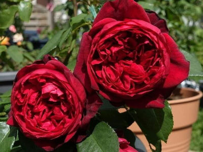 Admiral (tufa) 40 lei; Crescut de Christian Evers (Germania, înainte de 2017).
Introdus în Germania de Rosen-Tantau/Tantau Roses în 2017 ca „Admiral”.
Ceai hibrid.  
Roșu-rubin. Parfum puternic, dulce. Diametru mediu de 12,
