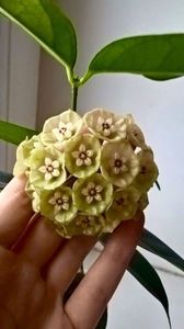 Hoya sp 19 Sumatra