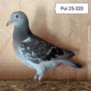 Pui 25-320