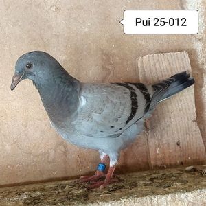 Pui 25-012