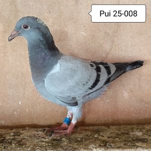 Pui 25-008