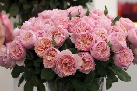 Alexandrine (Belle Romantica) (tufa) 60 lei; Parfum foarte puternic. Inflorire repetata tot sezonul.
Inaltime 80-90 cm.
