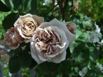 Aschermittwoch (urcator) 60 lei; Parfum modest. 
Inflorire unica pe sezon. Ocazional repeta inflorirea.
Inaltime 250-350 cm
