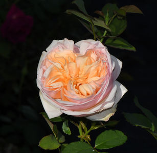 Alexandrine