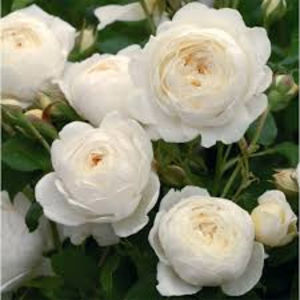 Claire Austin (urcator) 60 lei