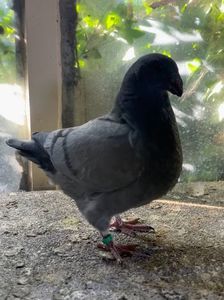 0-1 din p6; Elimininata
