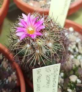 Coryphantha pseudoechinus