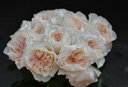 Eugenie (tufa) lei