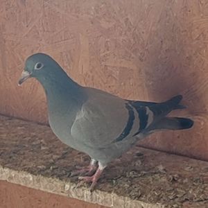 Pui 25-301