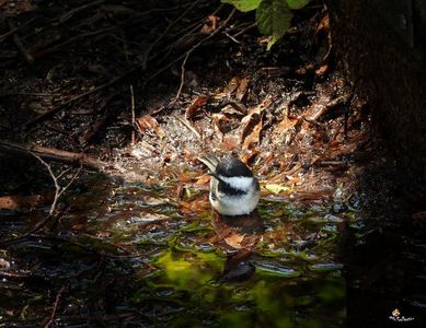 Sweet Birdie 1 - Black-capped Chickadee