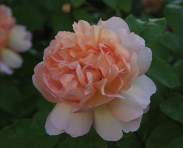 The Lady Gardener (tufa) lei