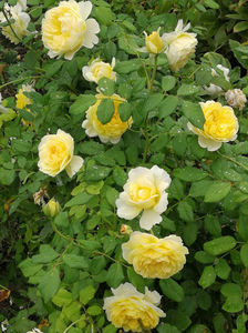 The Poets Wife (tufa) 60 lei