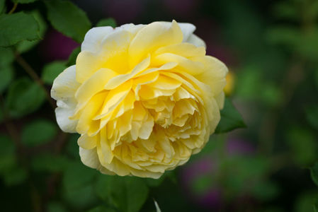 The Poets Wife (tufa) 60 lei