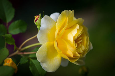 The Poets Wife (tufa) 60 lei