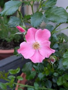 PXL_20250609_170320166