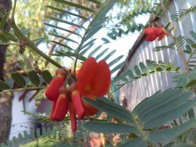 Sesbania punicea