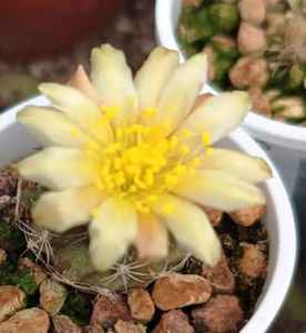 Copiapoa montana