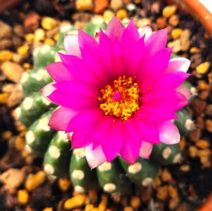 Notocactus uebelmannianus Inermis