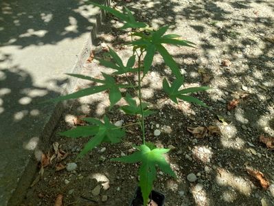 Hibiscus coccineus de gradina. 25 de lei bucata.