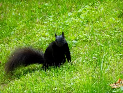 Black Canadian ecureuil 1