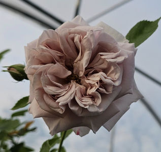 Aschermittwoch (urcator) 60 lei; Parfum modest. 
Inflorire unica pe sezon. Ocazional repeta inflorirea.
Inaltime 250-350 cm
