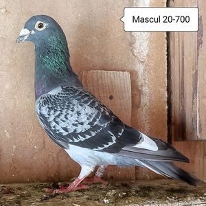 Mascul 20-700