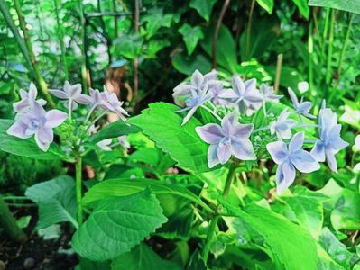 Star Gazer Blue