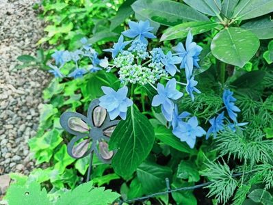 Star Gazer Blue 2